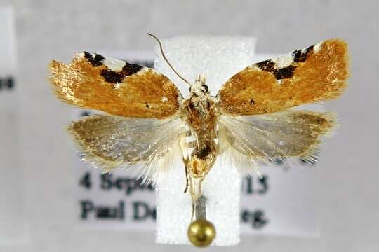 Image of Acleris cervinana Fernald 1882