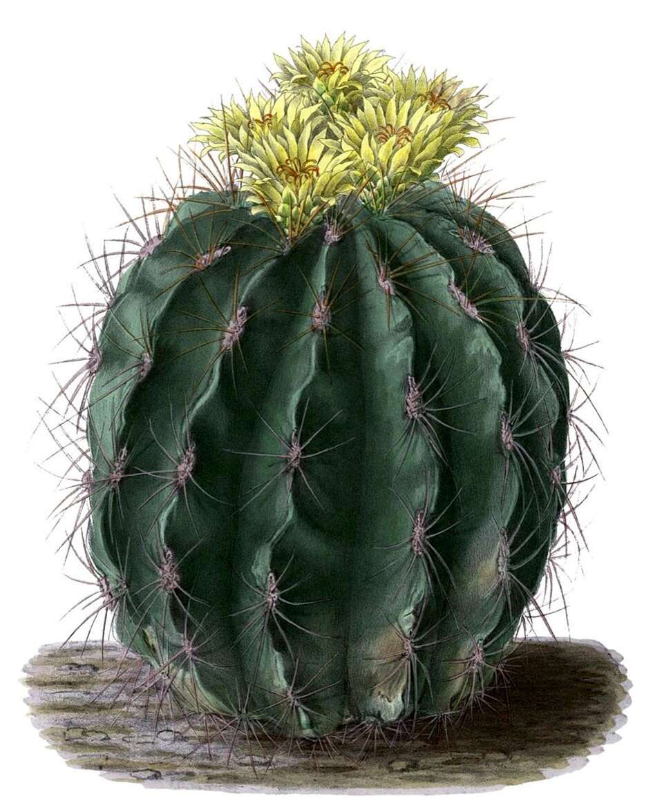 Image of Emory's barrel cactus