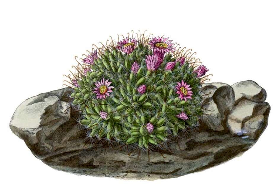 Image of Mammillaria crinita DC.