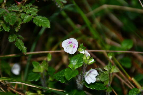 Image of Veronica oligosperma Hayata