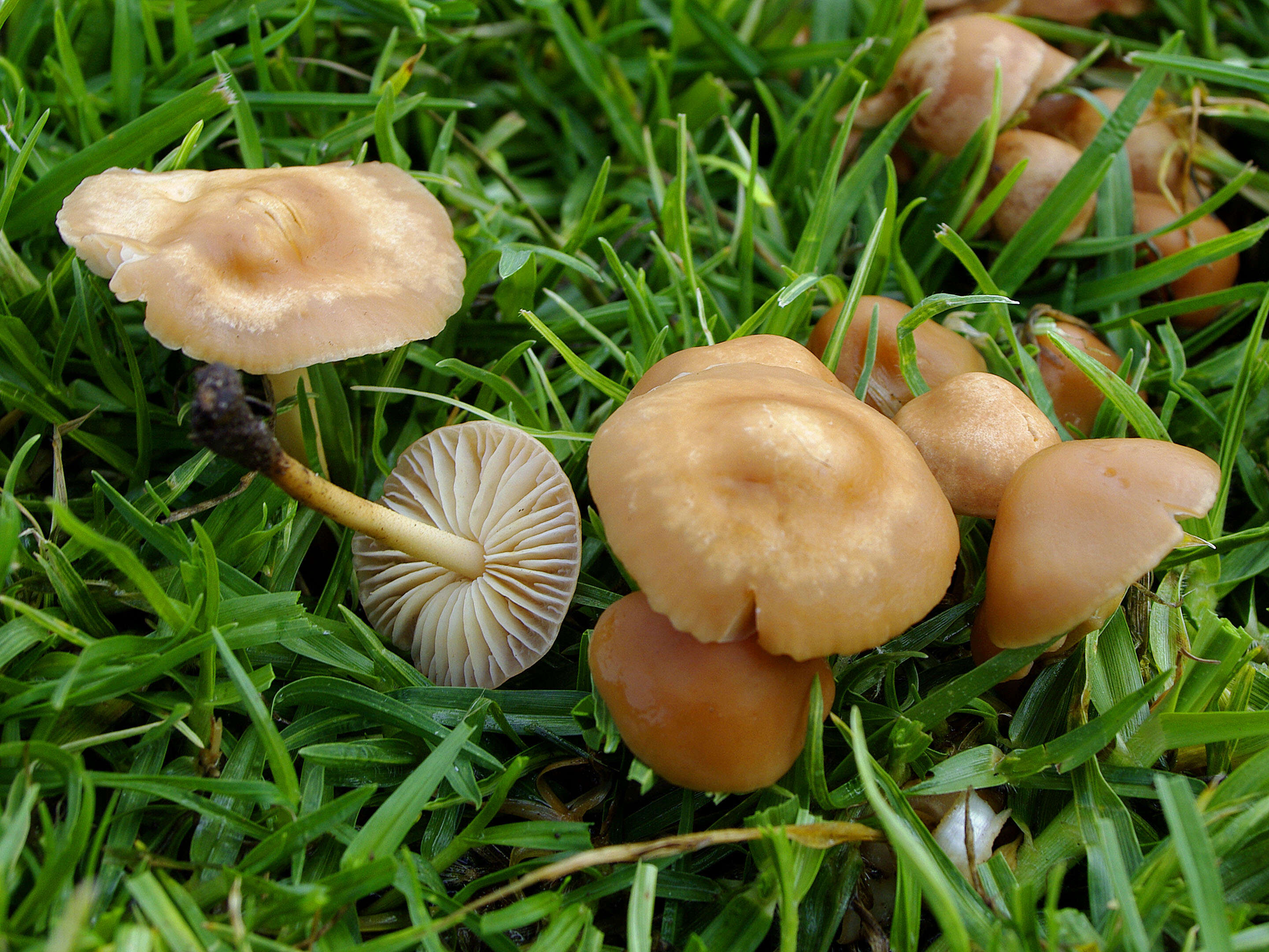 Image of Marasmius oreades (Bolton) Fr. 1836