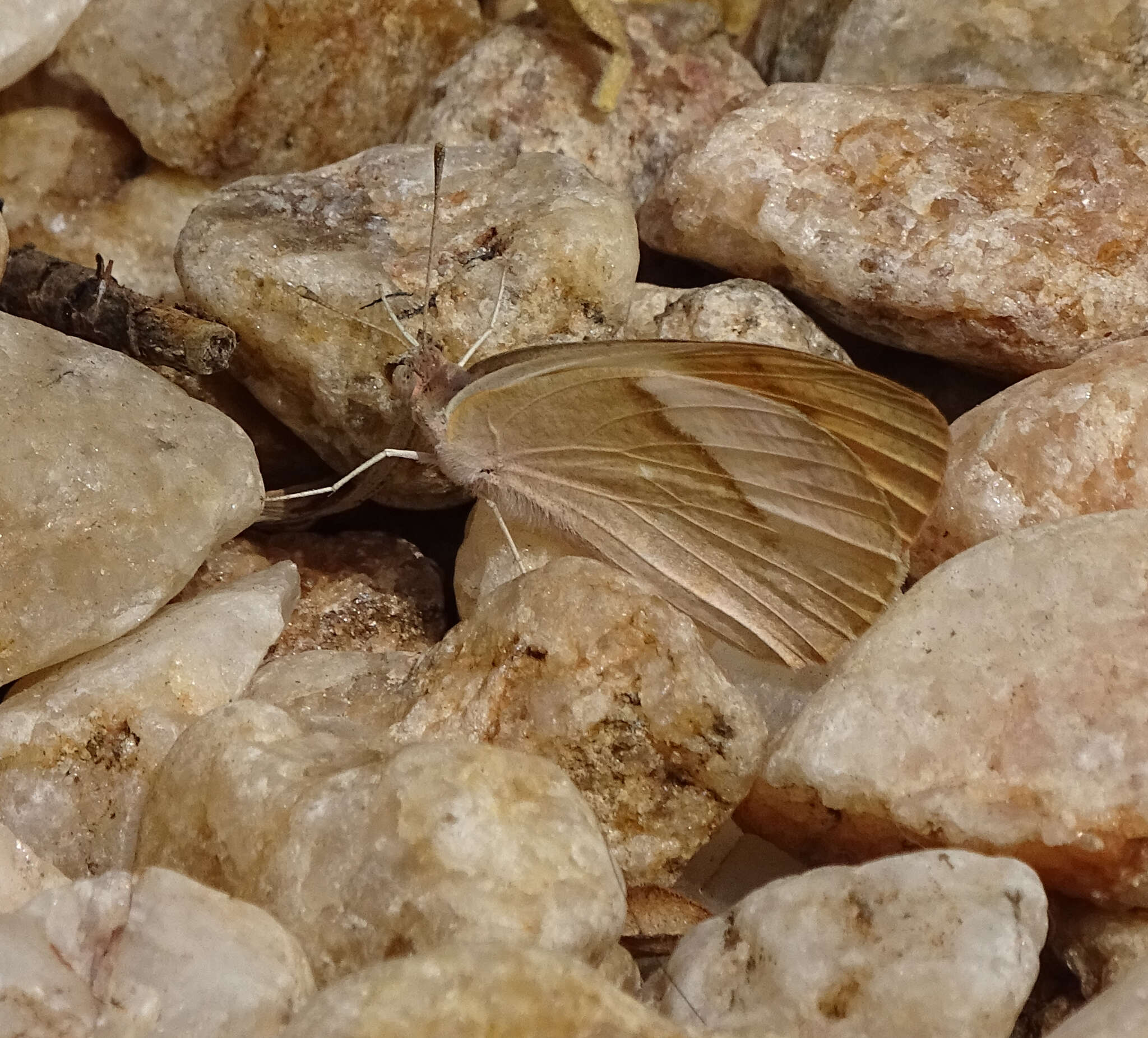 Image of Bushveld Purple Tip