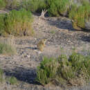 Image of Gunnison's Prairie Dog