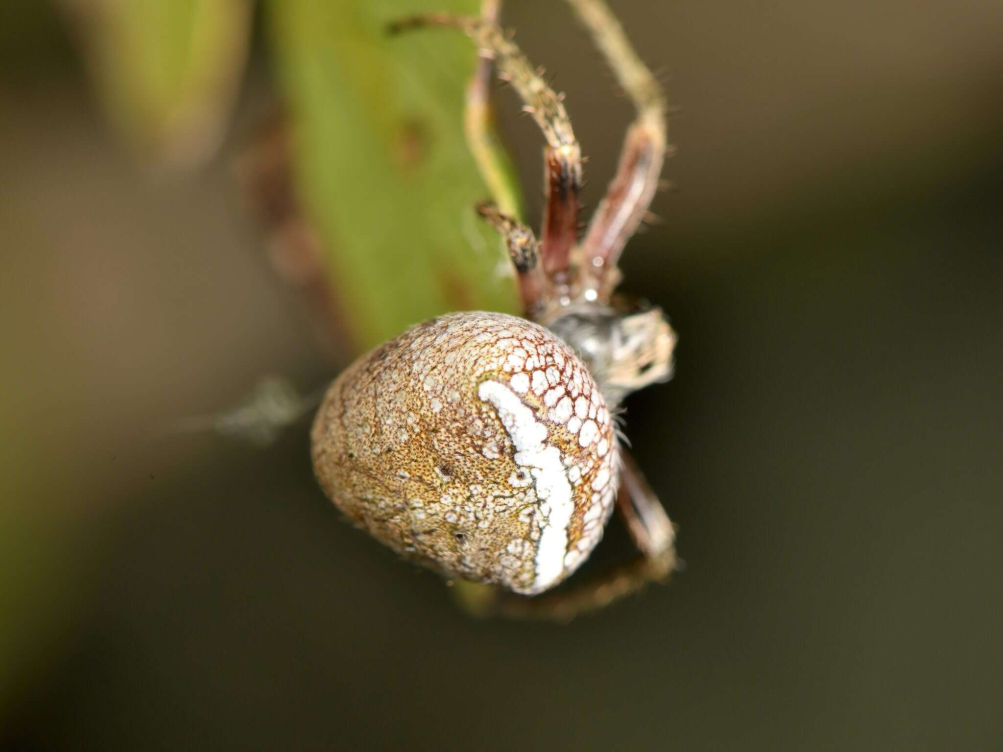 Image of Zealaranea crassa (Walckenaer 1841)