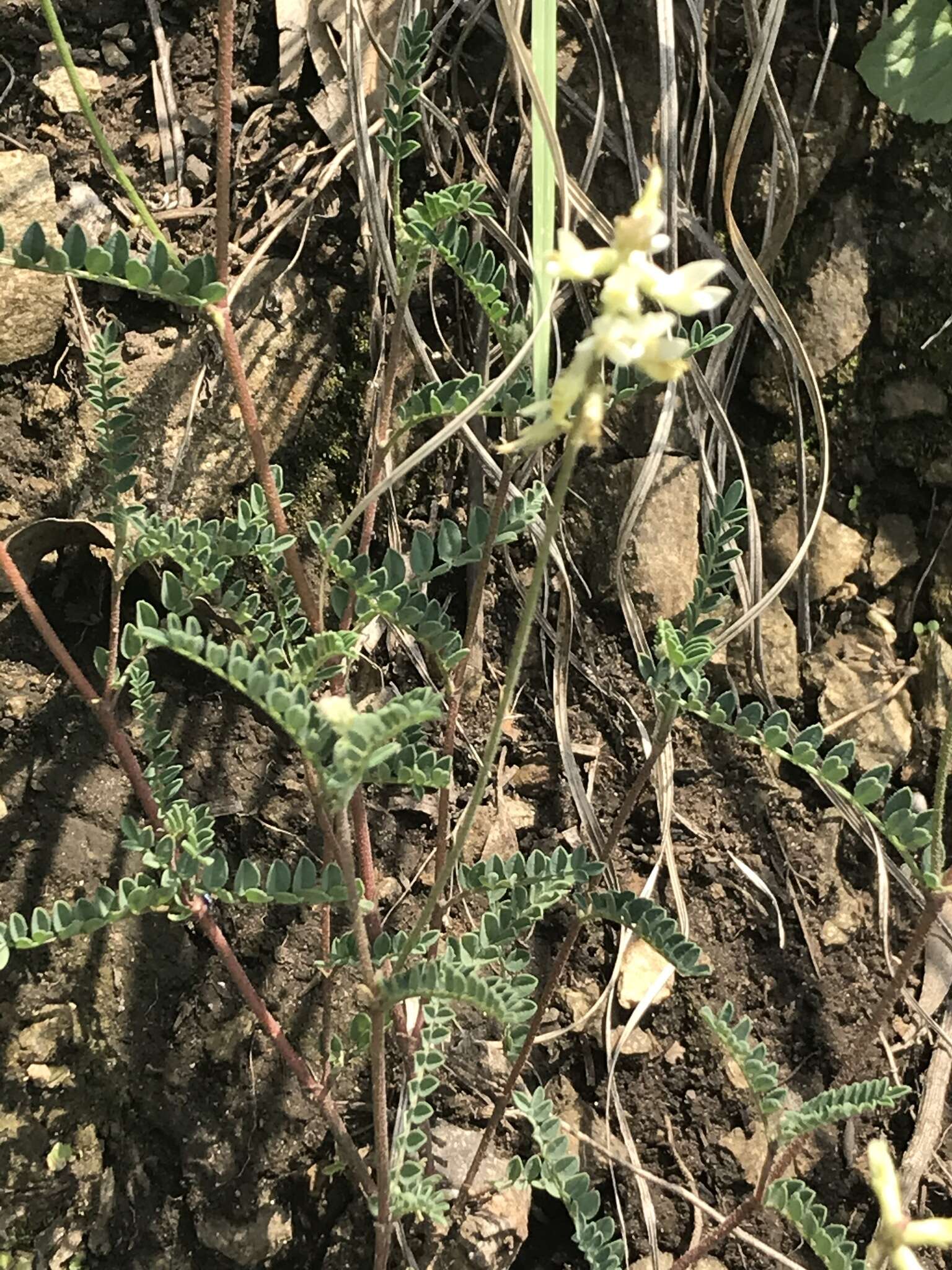 Sivun Astragalus strigulosus Kunth kuva