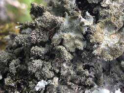 Image of parmotrema lichen