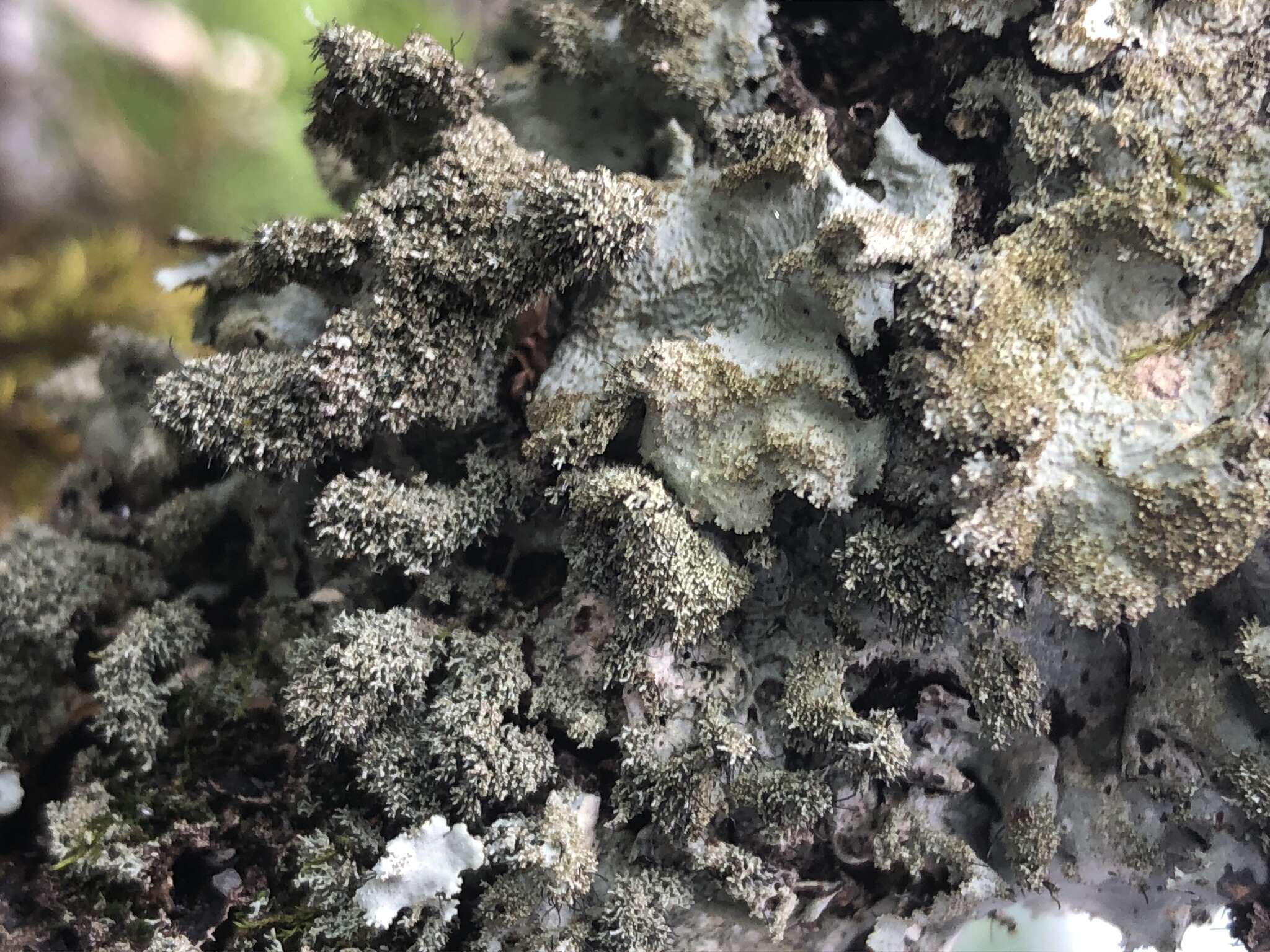 Image of parmotrema lichen