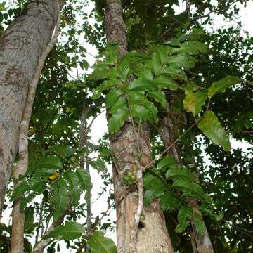 Sivun Lepidocupania glomeriflora (Radlk.) Buerki, Callm., Munzinger & Lowry kuva