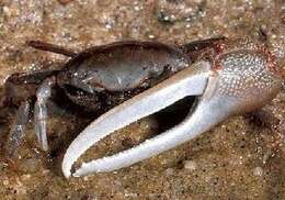 Image of Atlantic Marsh Fiddler Crab