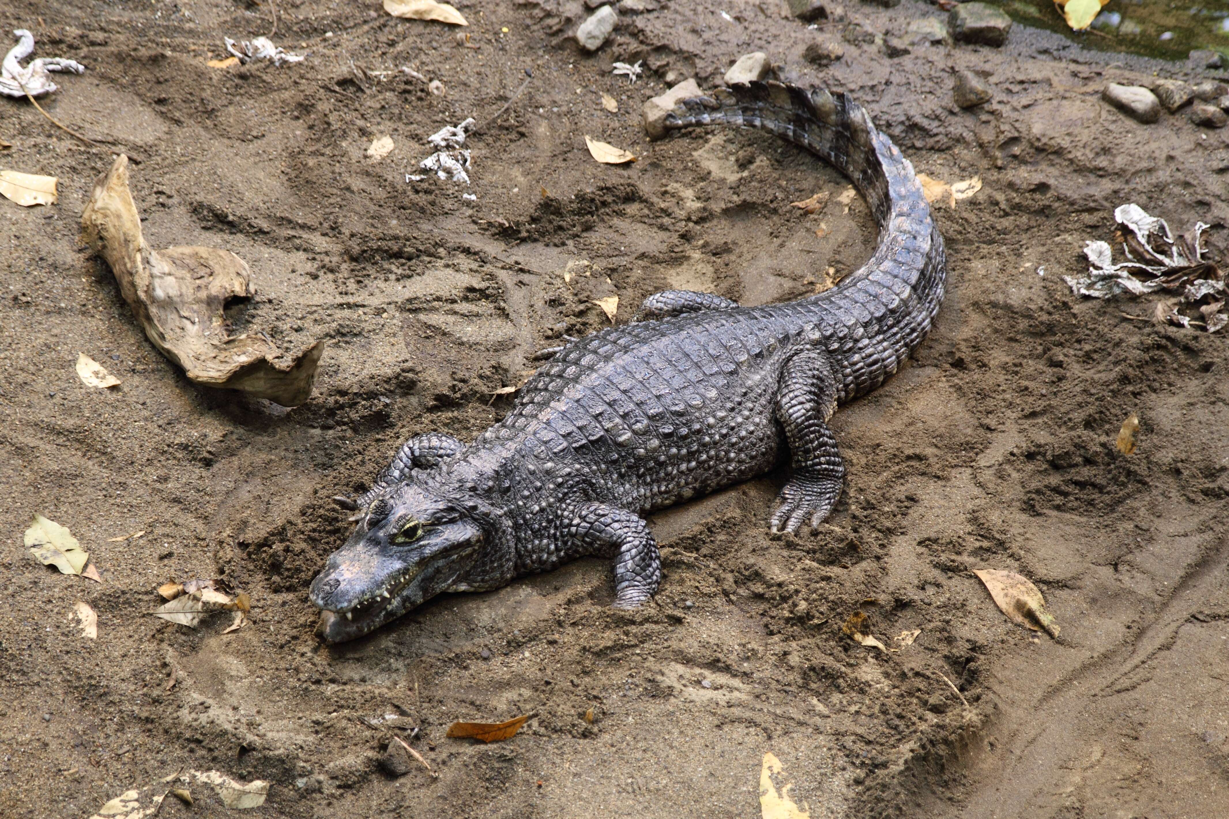 Image of Yacare caiman