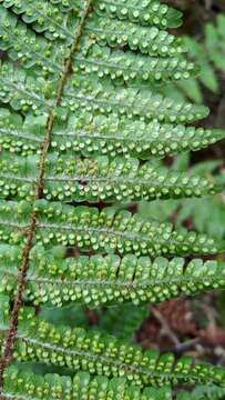 Image of <i>Dryopteris transmorrisonensis</i>