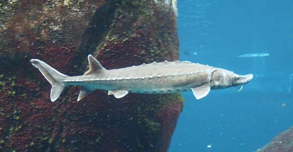 Image of Gulf Sturgeon