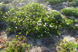 Image of shrubby daisybush