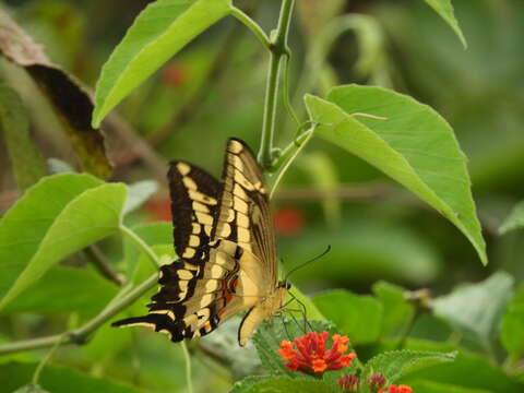 Image de Papilio paeon Boisduval 1836