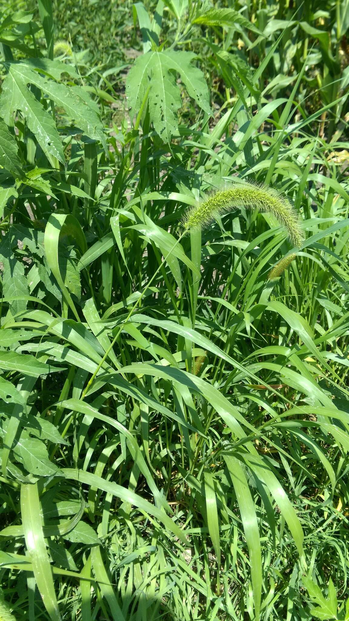 Image of Japanese bristlegrass