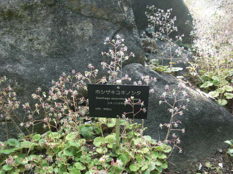 Image of creeping saxifrage