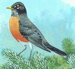 Image of American Robin