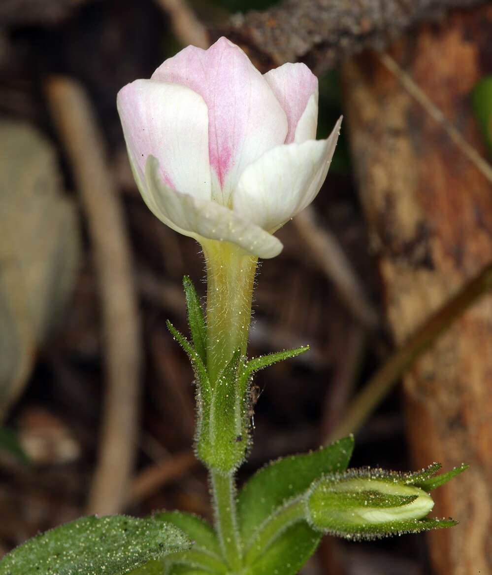 Image of northern phlox