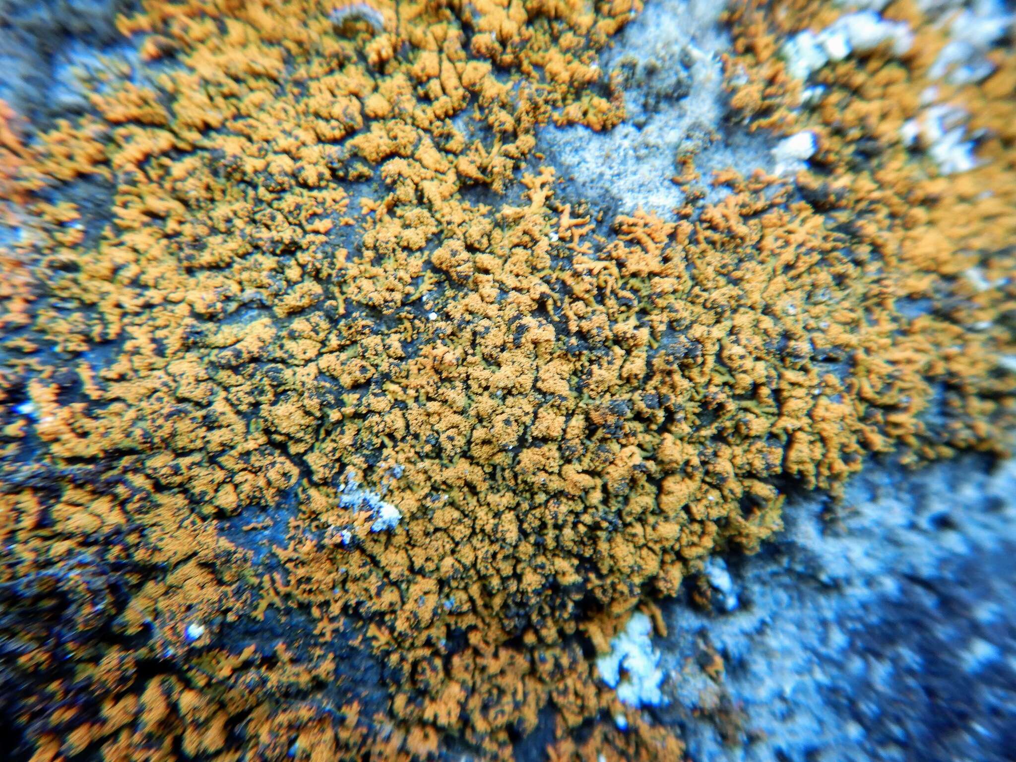 Image of orange wall lichen