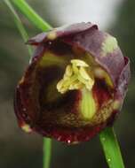 Image of Fritillaria oranensis Pomel