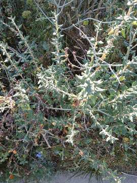 Image de Eriogonum parvifolium Sm.