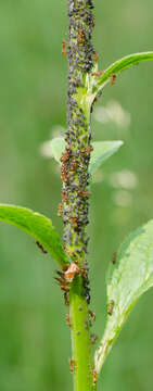 Image of European fire ant