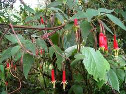 Imagem de Fuchsia splendens Zucc.