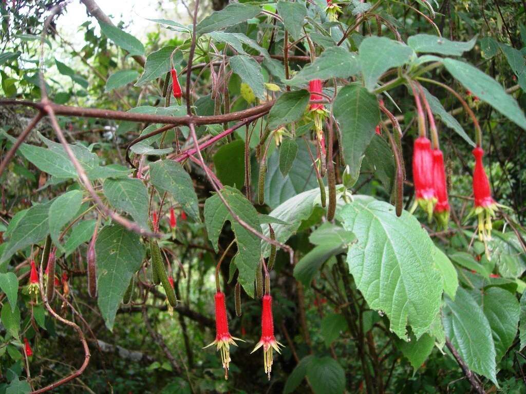 Imagem de Fuchsia splendens Zucc.