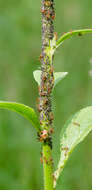 Image of European fire ant