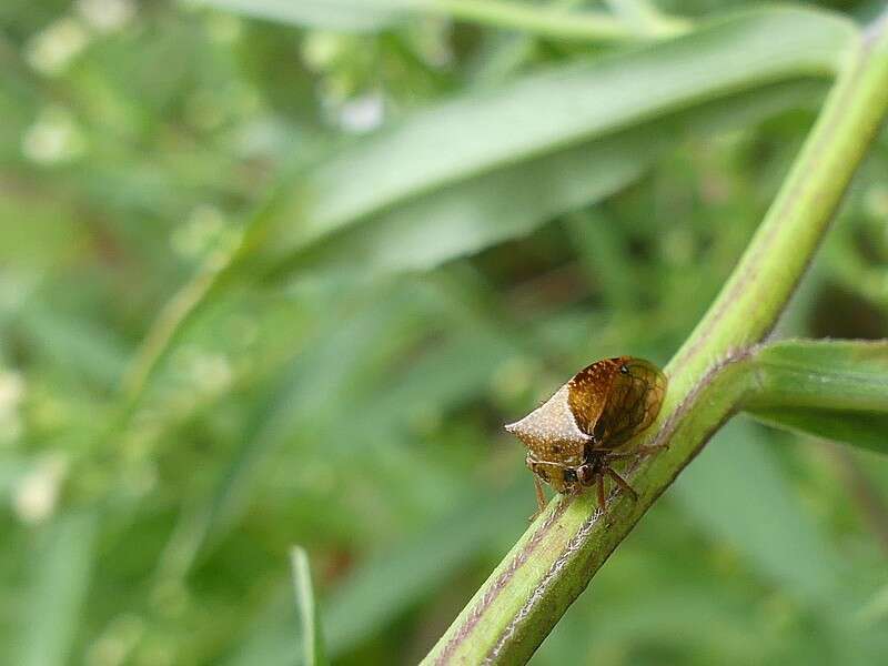 Image of Stictocephala basalis Walker