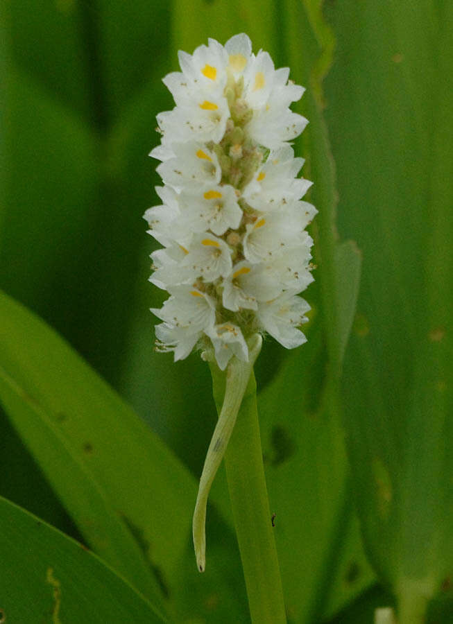 Image of Pontederia reflexa