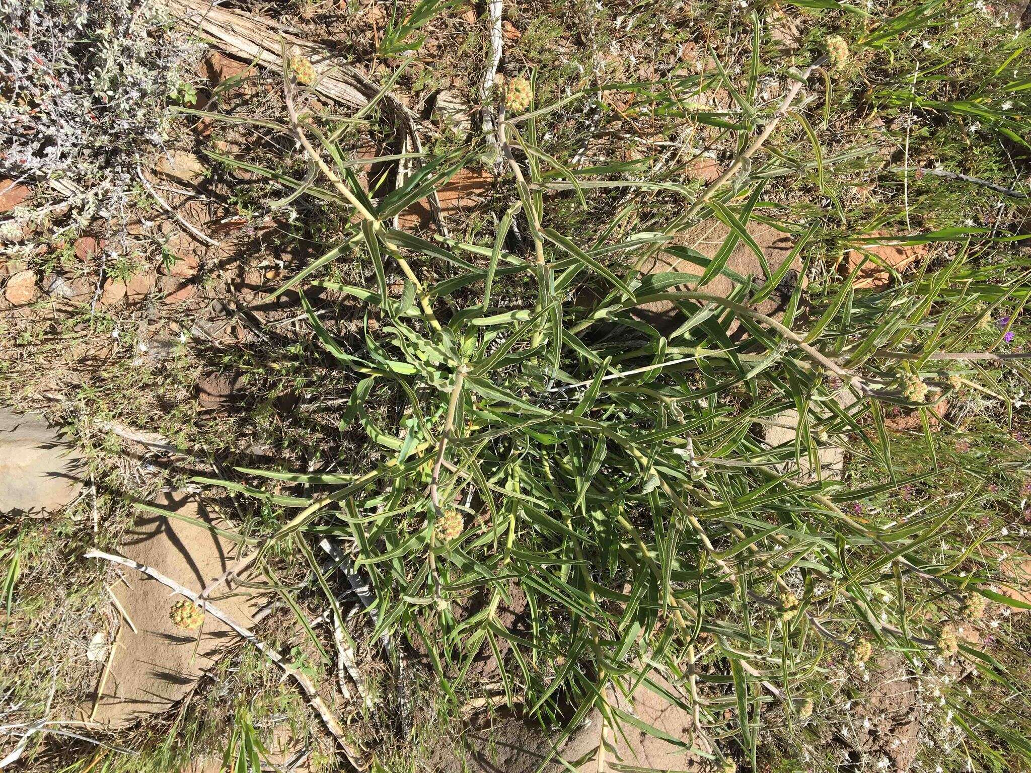 Image of spider milkweed