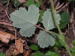 صورة Rubus parvifolius L.