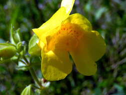 Image of Erythranthe guttata (DC.) G. L. Nesom