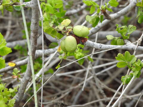 Image of Cyrtocarpa edulis var. glabra León de la Luz & Perez Navarro