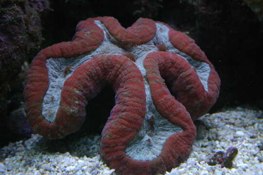 Image of brain coral