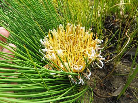 Image of Protea lorea R. Br.