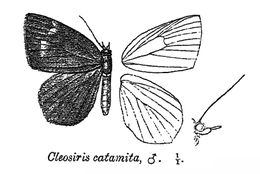 Image of <i>Tetragonus catamitus</i> Geyer 1832