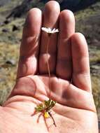 Image of Brachyscome longiscapa G. Simpson & J. S. Thomson