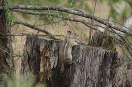 Callospermophilus madrensis (Merriam 1901) resmi