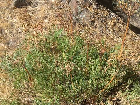 Image of Slickrock biscuitroot