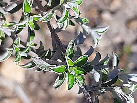 Image of Plecostachys polifolia (Thunb.) O. M. Hilliard & B. L. Burtt