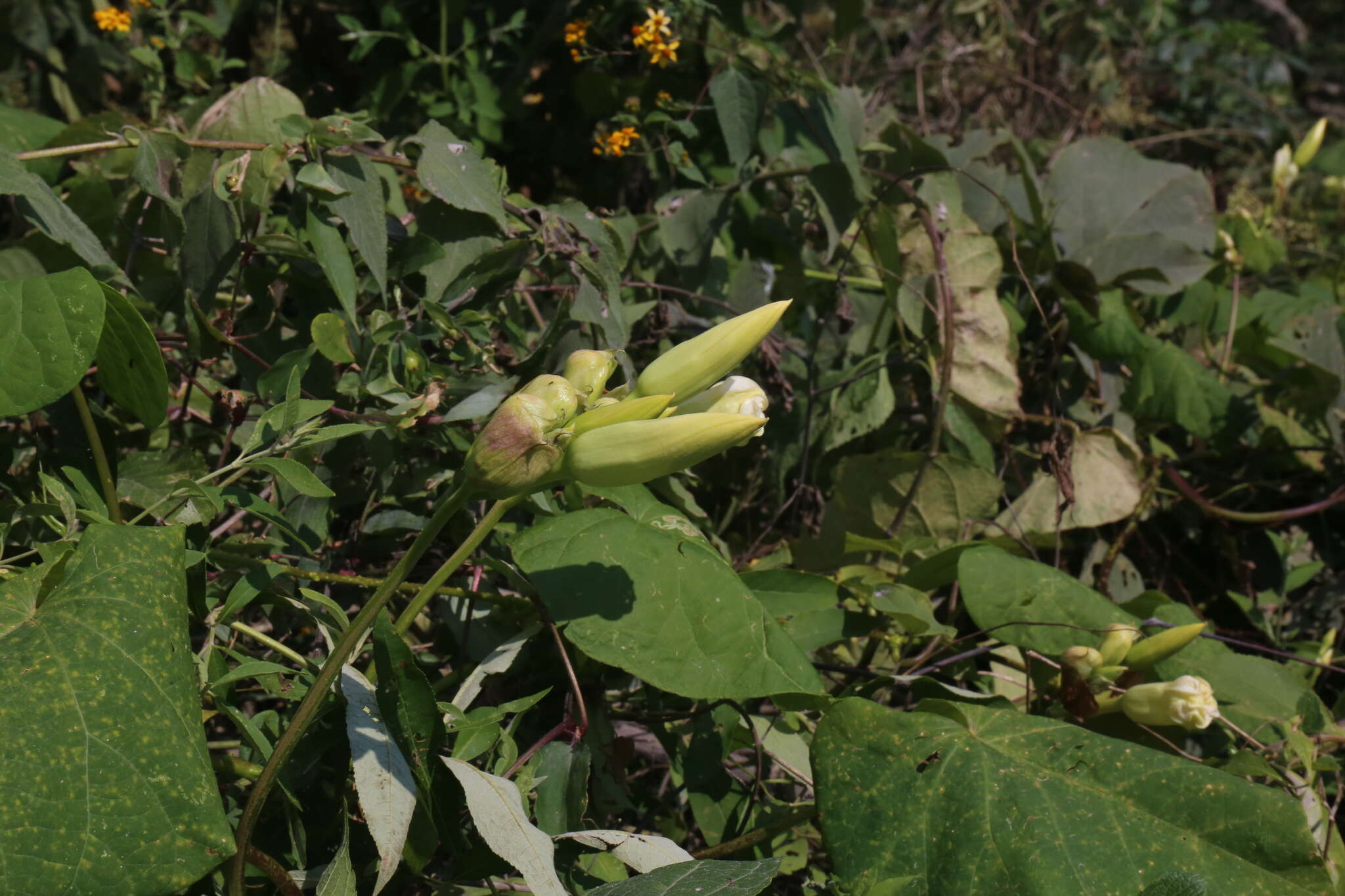 Image de Ipomoea santillanii O'Donell