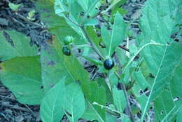 Image of Deadly Nightshade