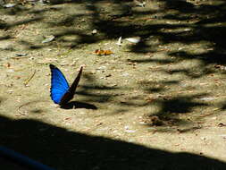 Image of Blue Morpho