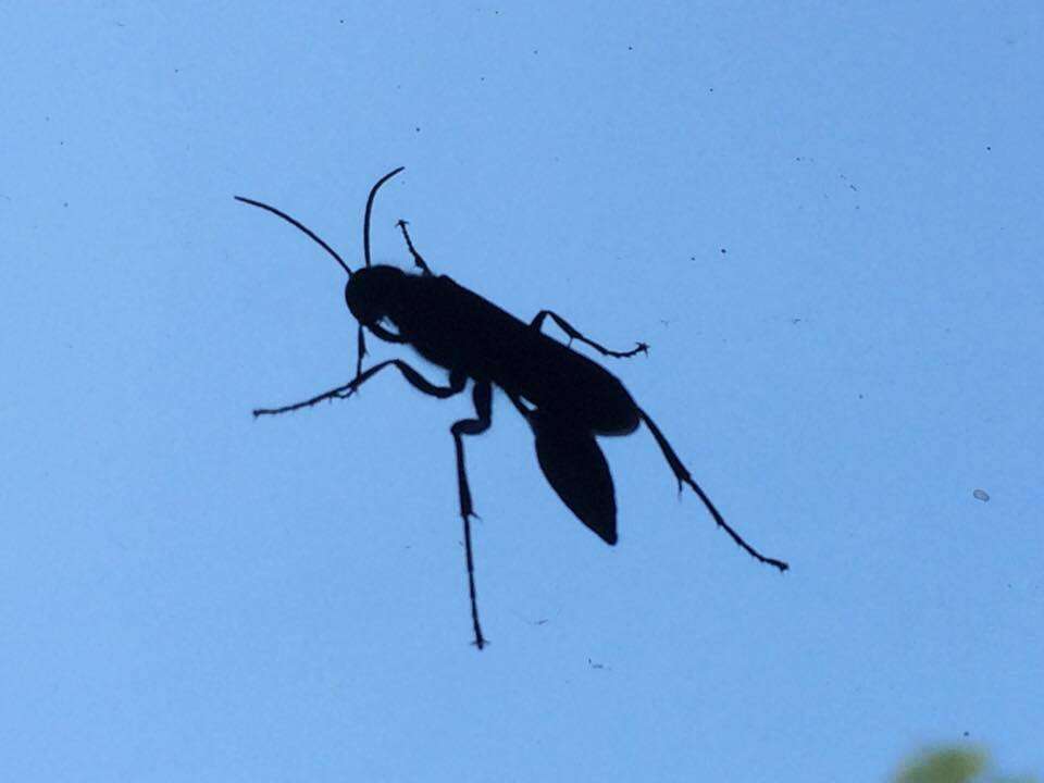 Image of Blue Mud Wasps