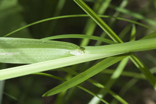 Image of polypetalous meadow-grass