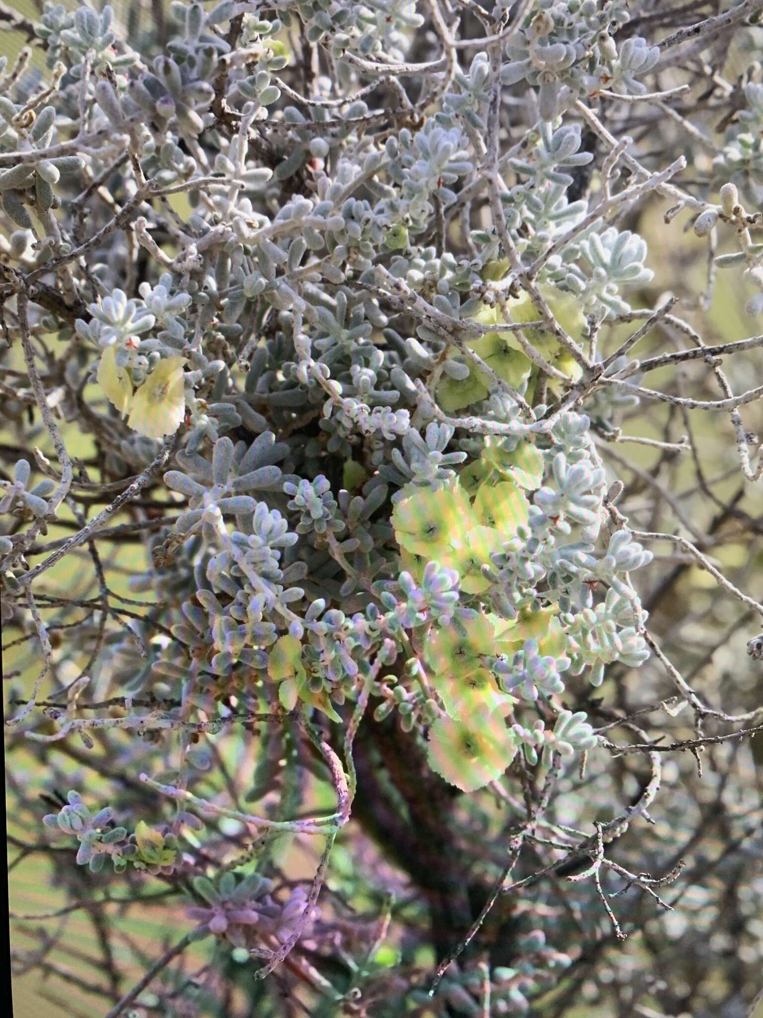 Plancia ëd Maireana sedifolia (F. Müll.) P. G. Wilson