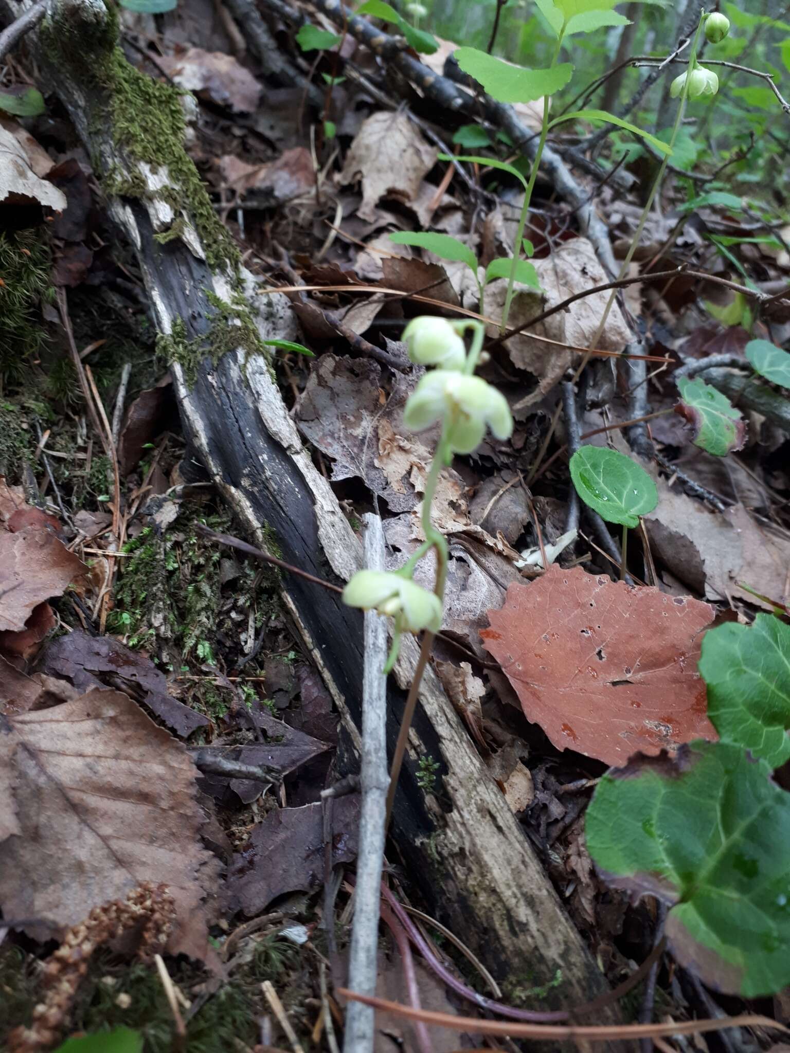 Image of Pyrola renifolia Maxim.