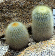 Parodia scopa (Spreng.) N. P. Taylor resmi